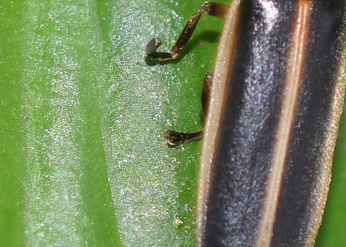 From JPEG_Photinus Pyralis, common Eastern Firefly_detail.jpg